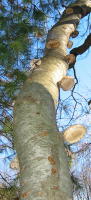 Mushroom Ladder